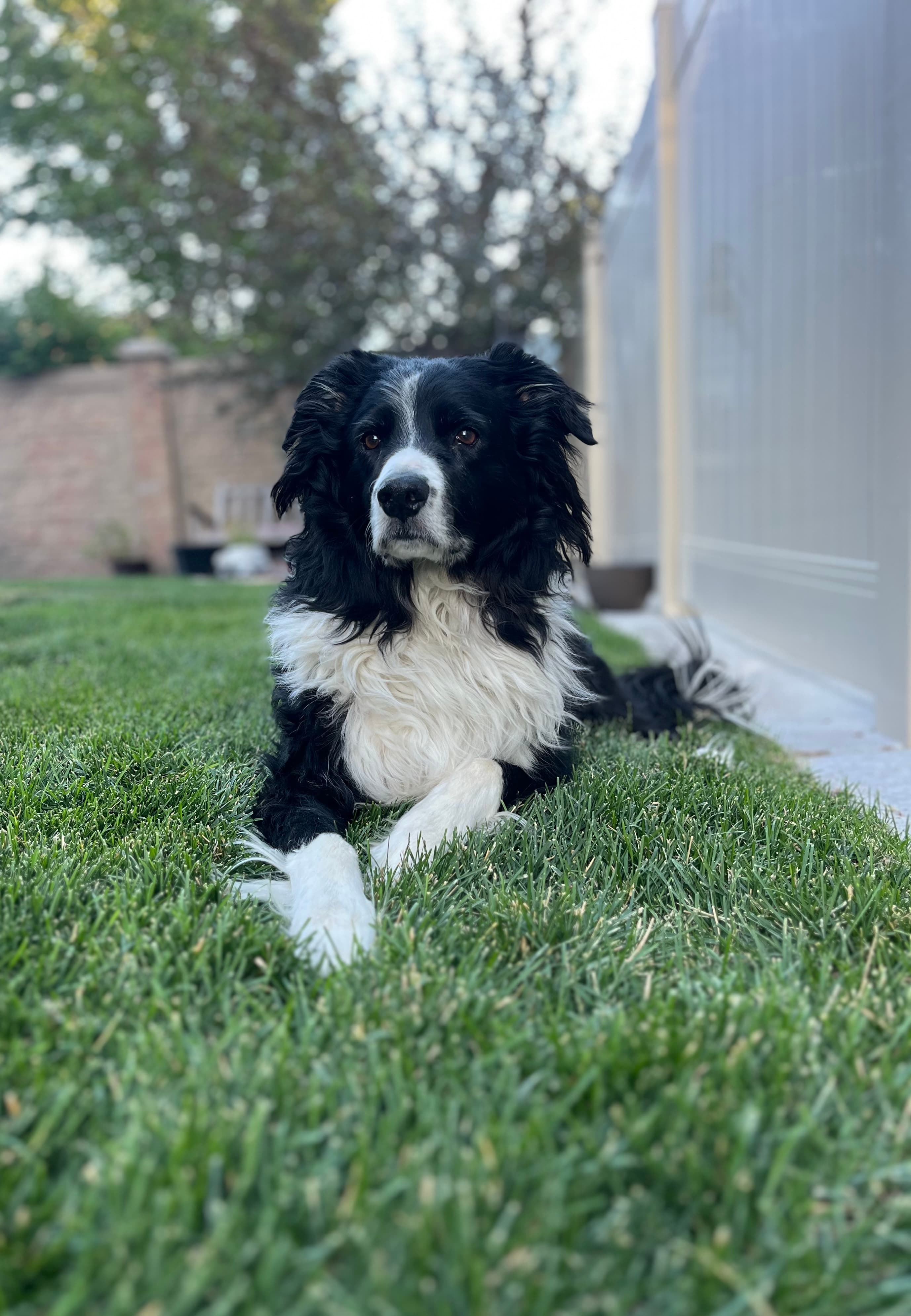 Jaeger, the firm's border collie mascot